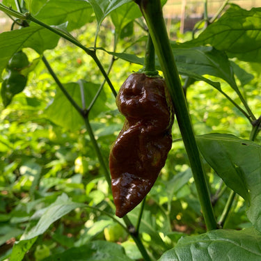 Bhut Jolokia Chocolate Ghost - Seeds - The Pepper Pantry (Formerly Marie Sharp's)